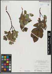 Foto von Salix hastata L.